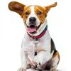 Weewooday 5 Pieces High Pitch Plastic Dog Whistles for Recall Training, Dog Training Whistle with Lanyards and Key Rings (Black, Orange, Blue, Purple, Green)-4