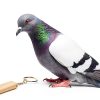 Birds Whistle DQITJ Stainless Steel Training Flute for Pigeons Black-2