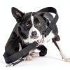 2 Pack Dog Whistle, Dog Whistle to Stop Barking Neighbors Dog, Adjustable Ultrasonic Silent Dog Whistle, Professional Recall Dog Training Whistles, with Lanyard (Black and White)-4