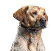 SportDOG Brand Roy Gonia Special Whistle Without Pea - Hunting Dog Training Whistle with Easy-to-Blow Design - Orange-4